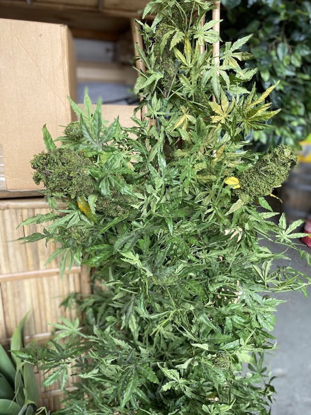 GREENERY, Marijuana Plant